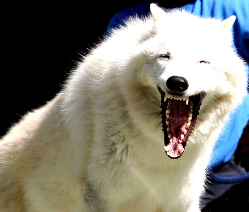 wolf laughing